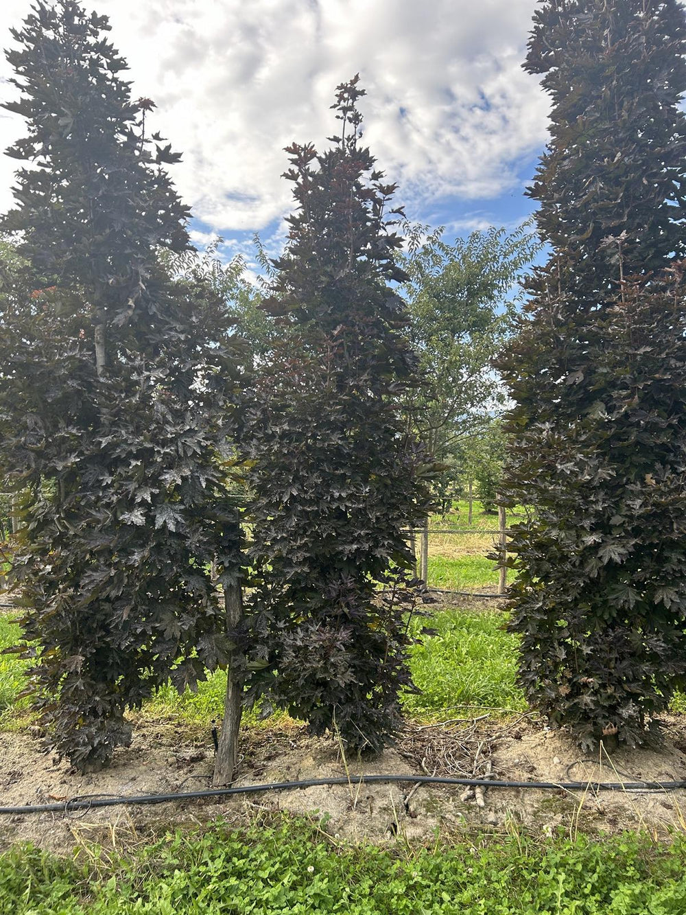 Acer platanoides 'Crimson Sentry'