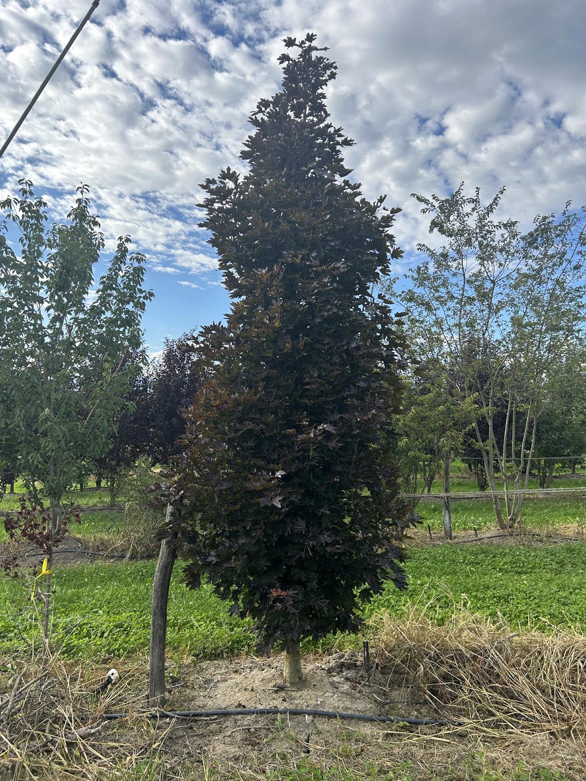 Acer platanoides 'Crimson Sentry'