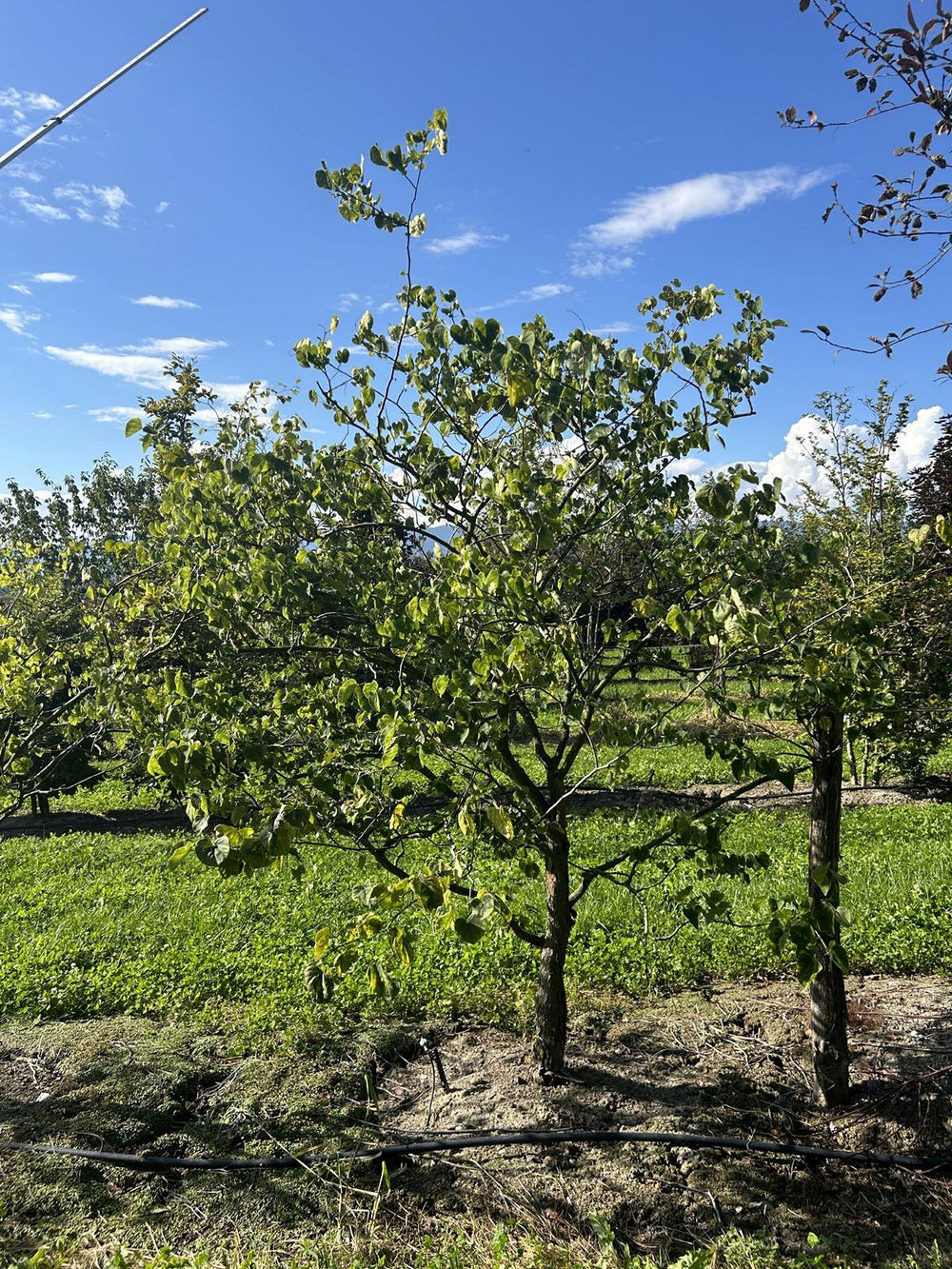 Cercis siliquastrum 'Alba'