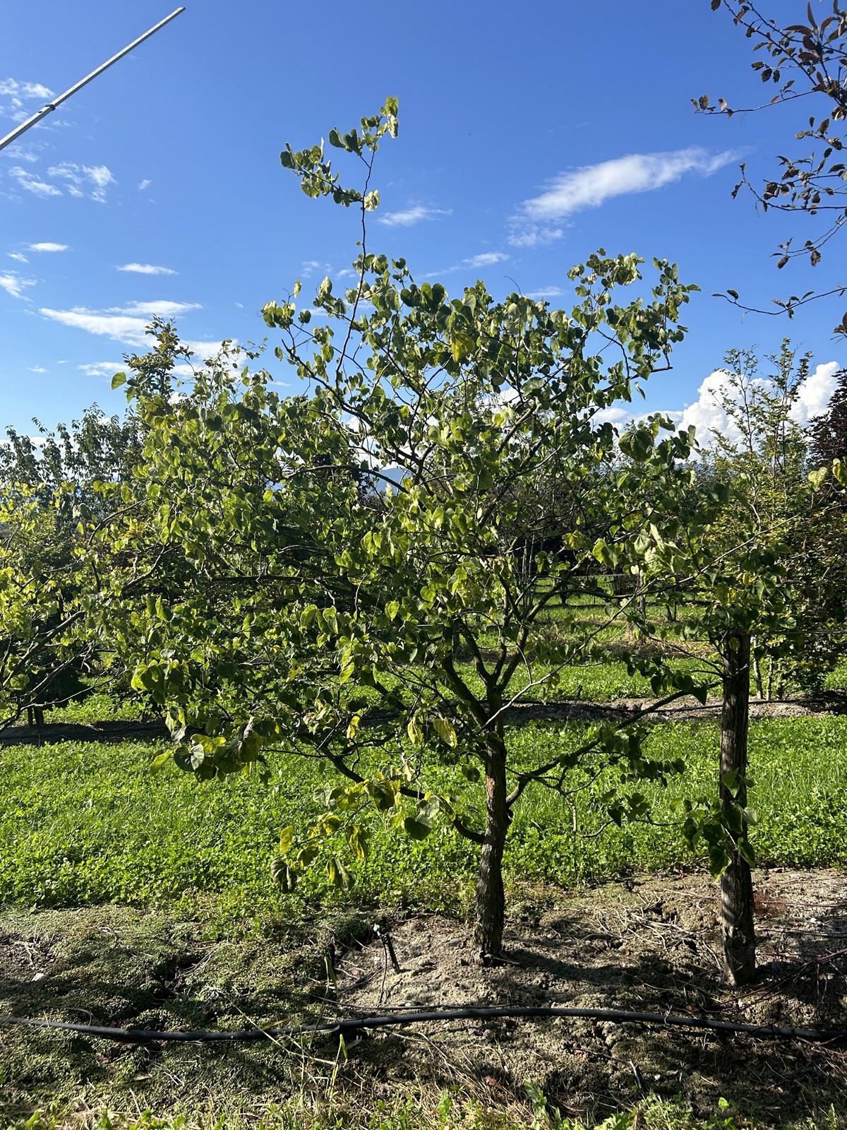 Cercis siliquastrum 'Alba'