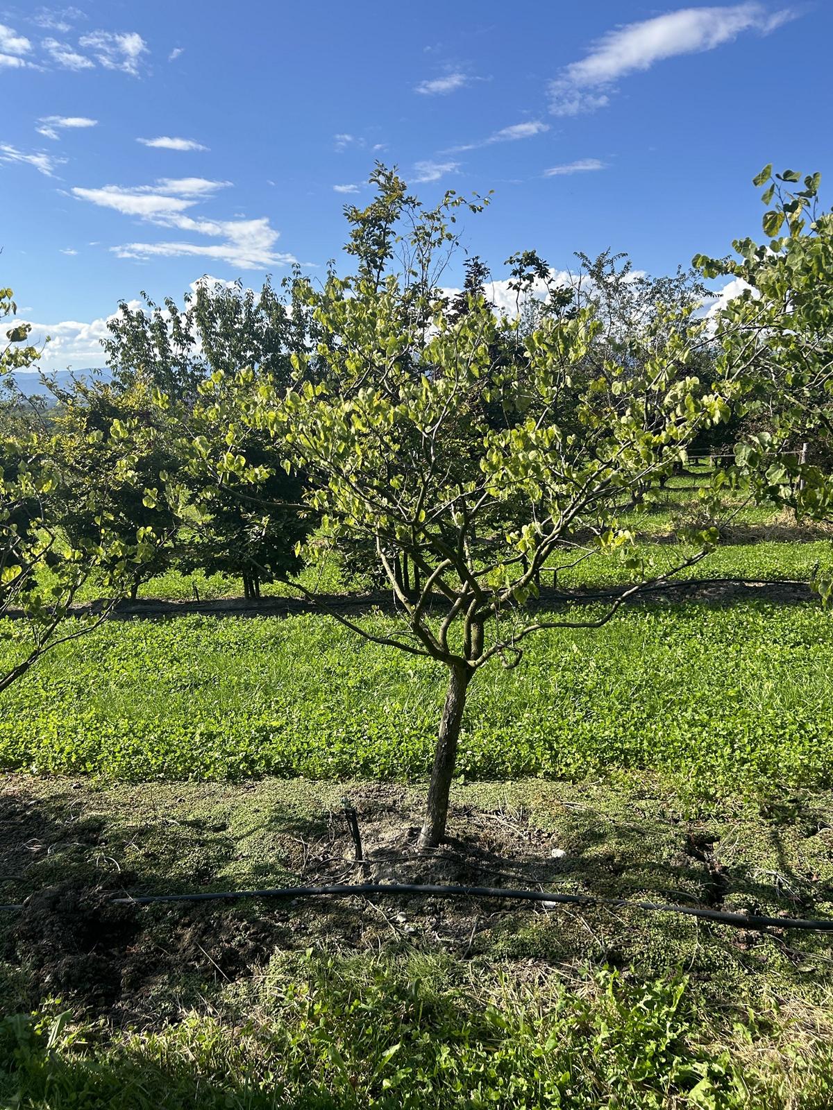 Cercis siliquastrum 'Alba'