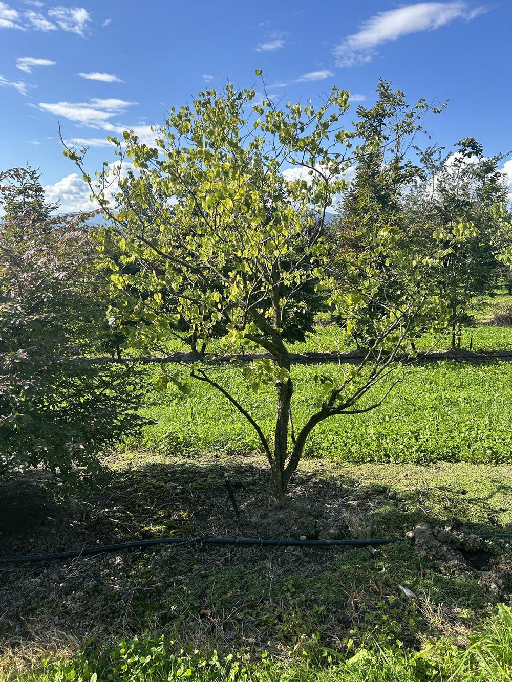 Cercis siliquastrum 'Alba'