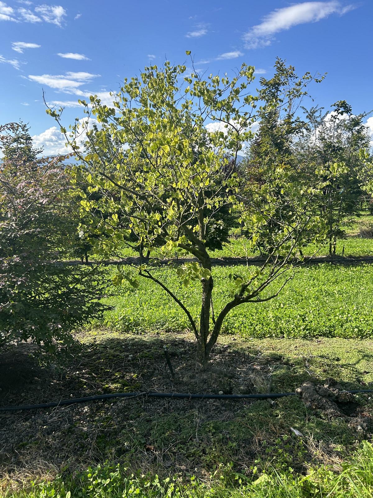 Cercis siliquastrum 'Alba'