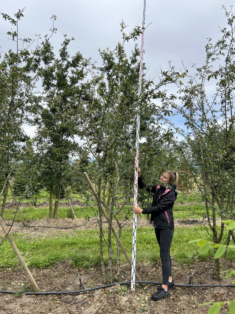 Malus 'Professor Sprenger'