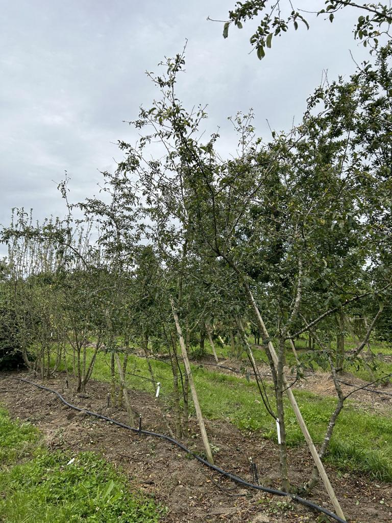 Malus 'Professor Sprenger'