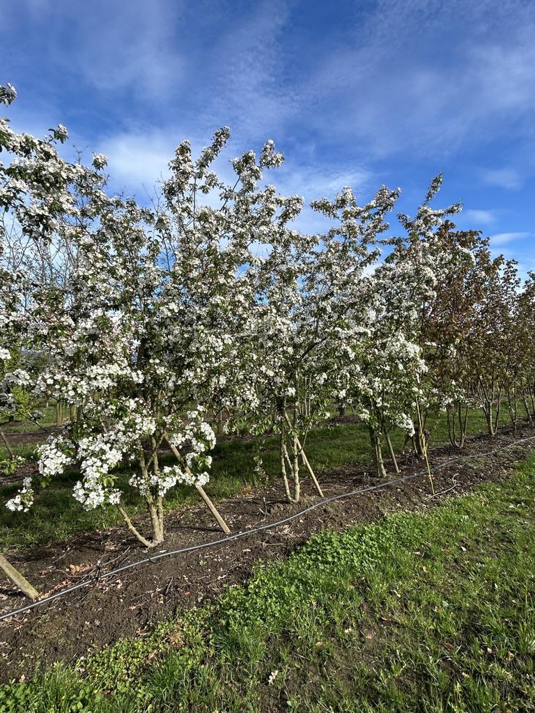 Malus 'Professor Sprenger'