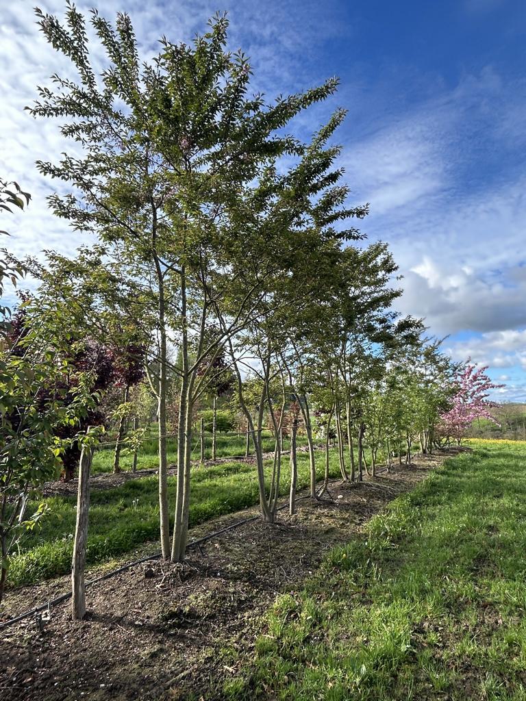 Prunus subhirtella (x) 'Autumnalis'