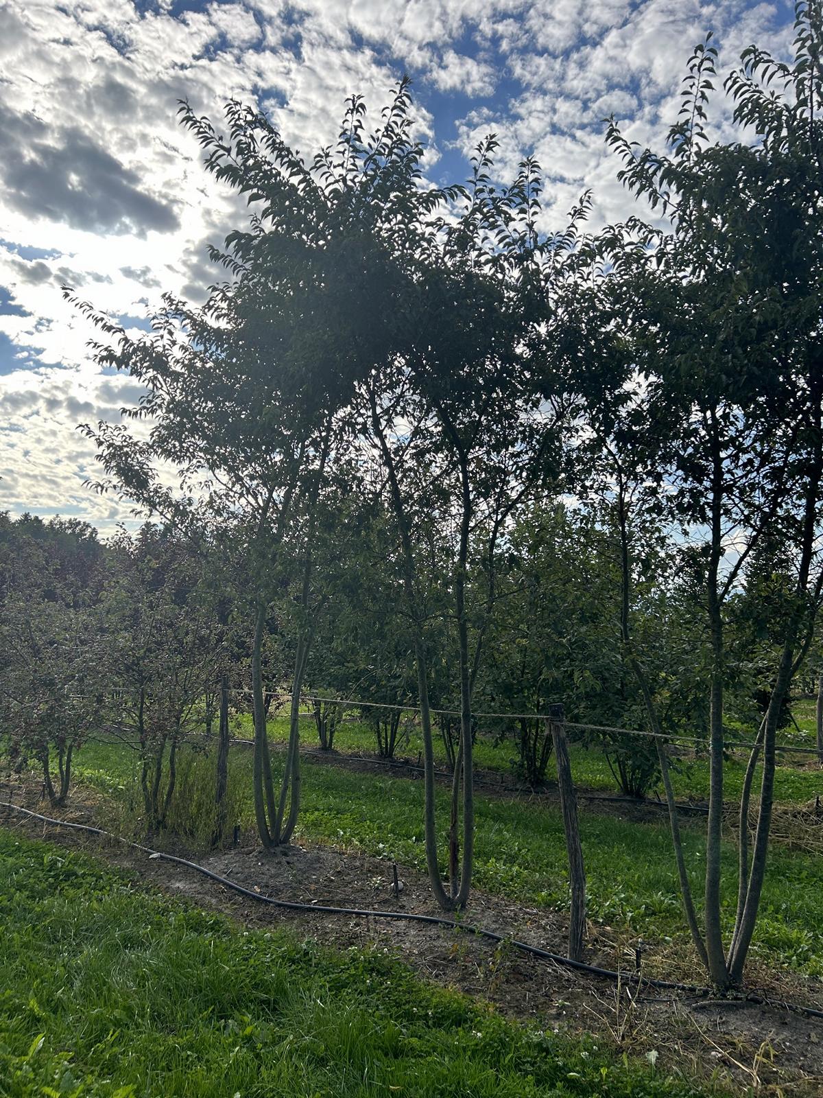 Prunus subhirtella (x) 'Autumnalis'