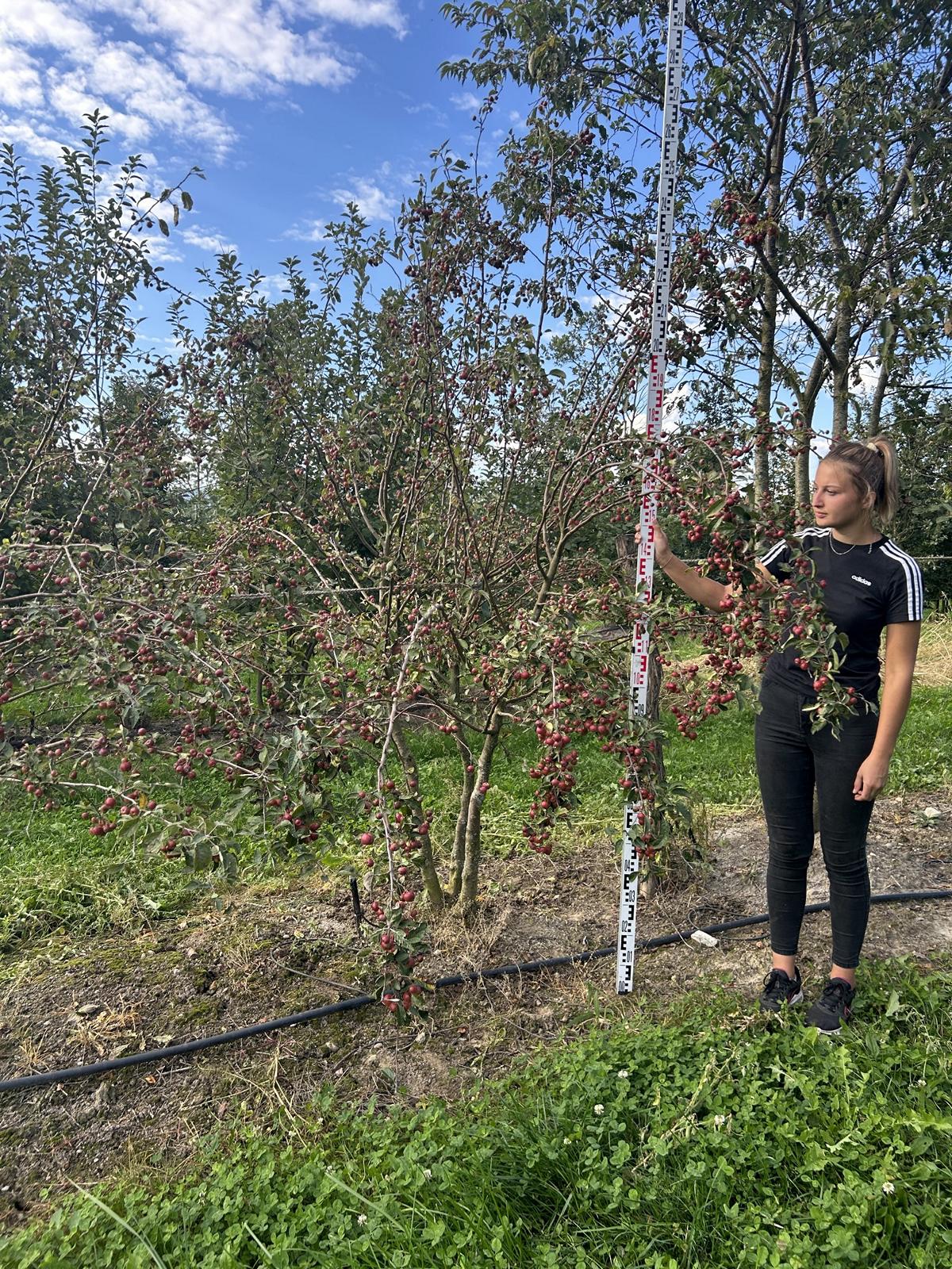 Malus 'Evereste'