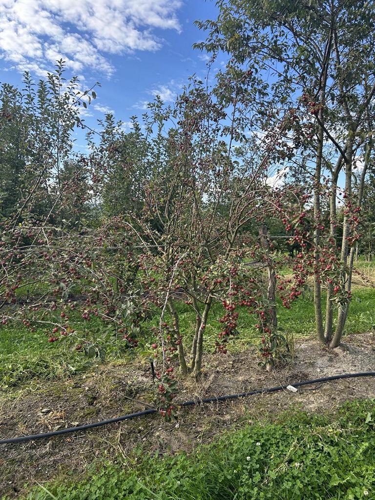 Malus 'Evereste'