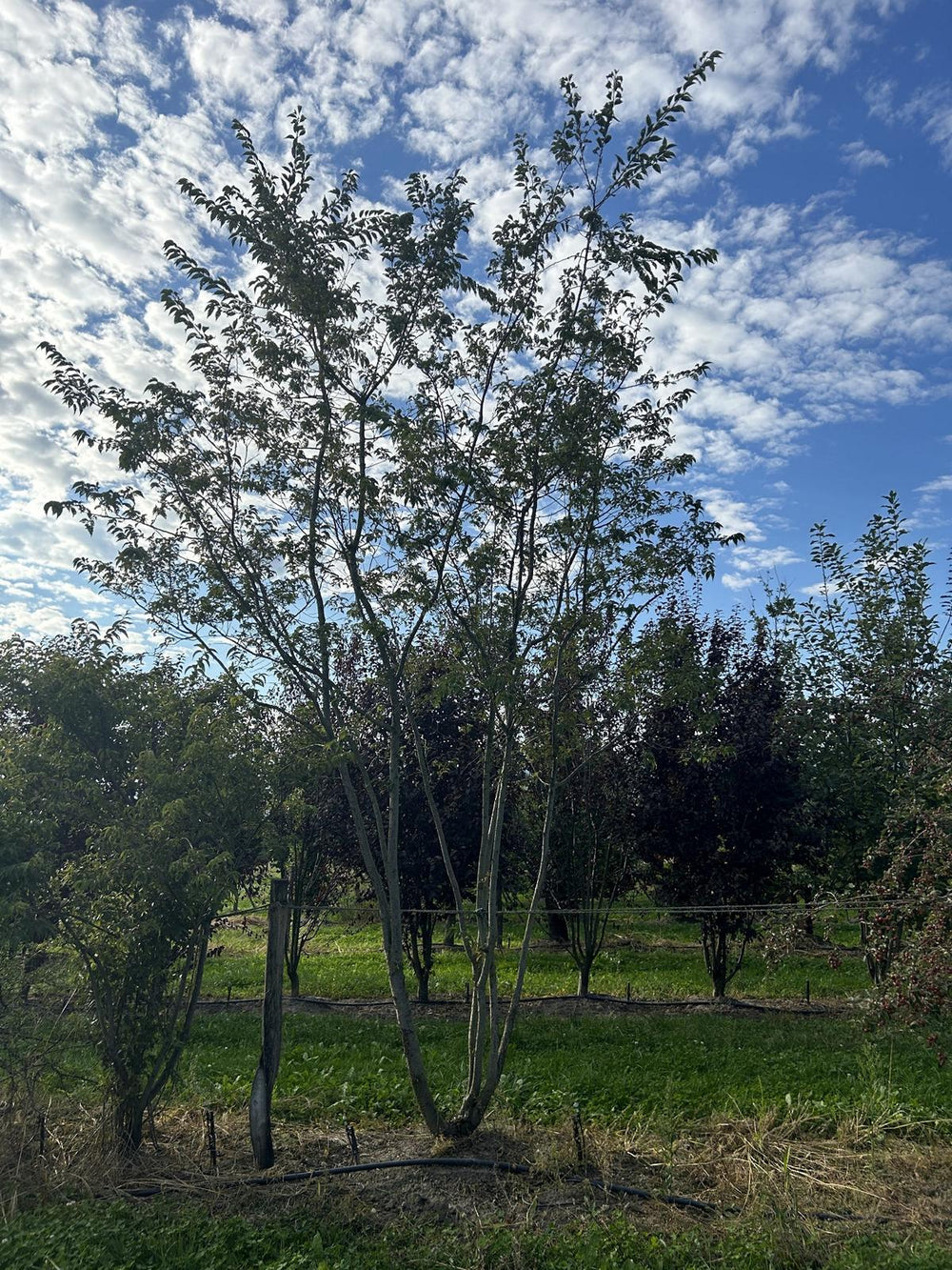 Prunus subhirtella (x) 'Autumnalis Rosea'