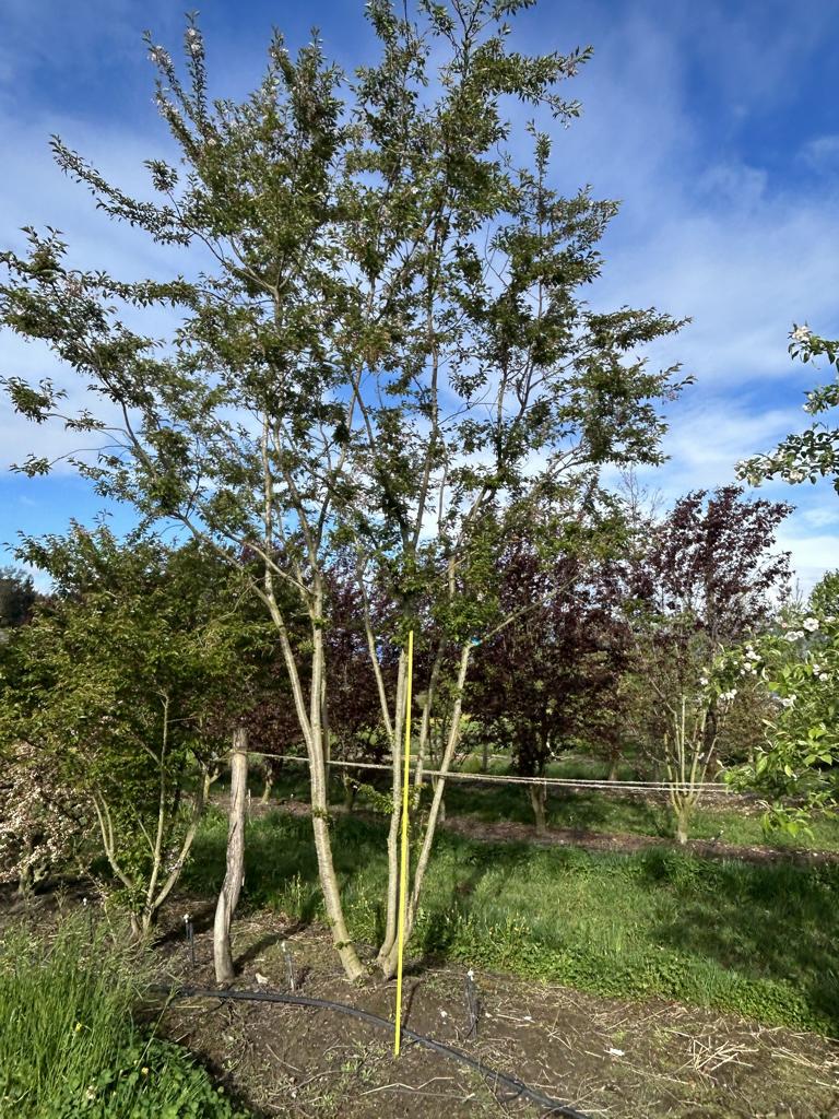 Prunus subhirtella (x) 'Autumnalis Rosea'