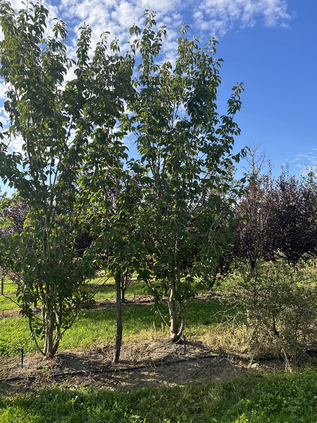 Prunus serrulata 'Kanzan'