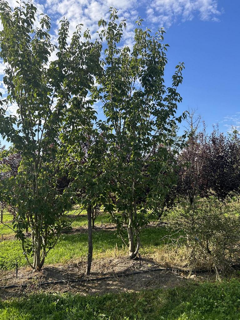 Prunus serrulata 'Kanzan'