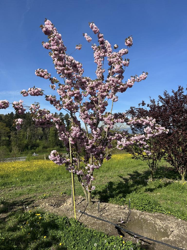 Prunus serrulata 'Kanzan'