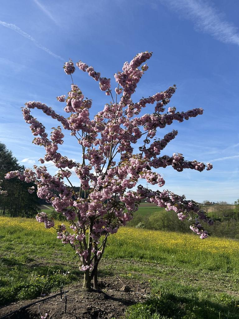 Prunus serrulata 'Kanzan'