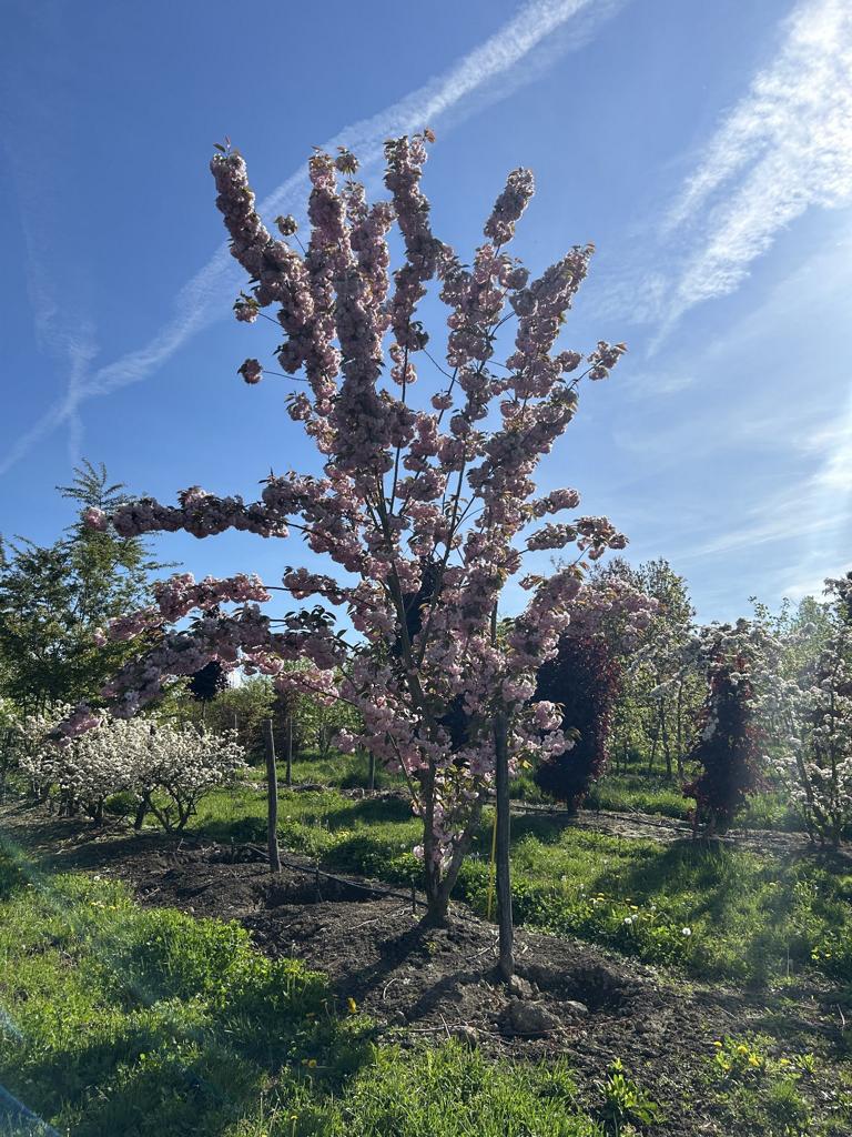 Prunus serrulata 'Kanzan'