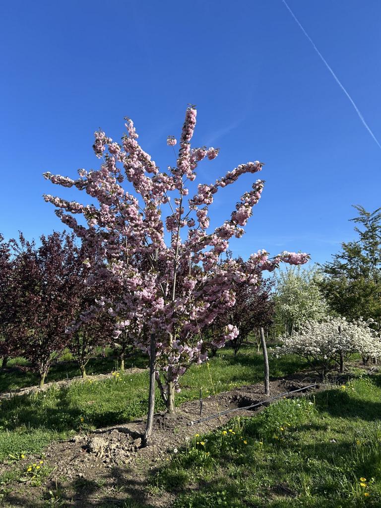 Prunus serrulata 'Kanzan'