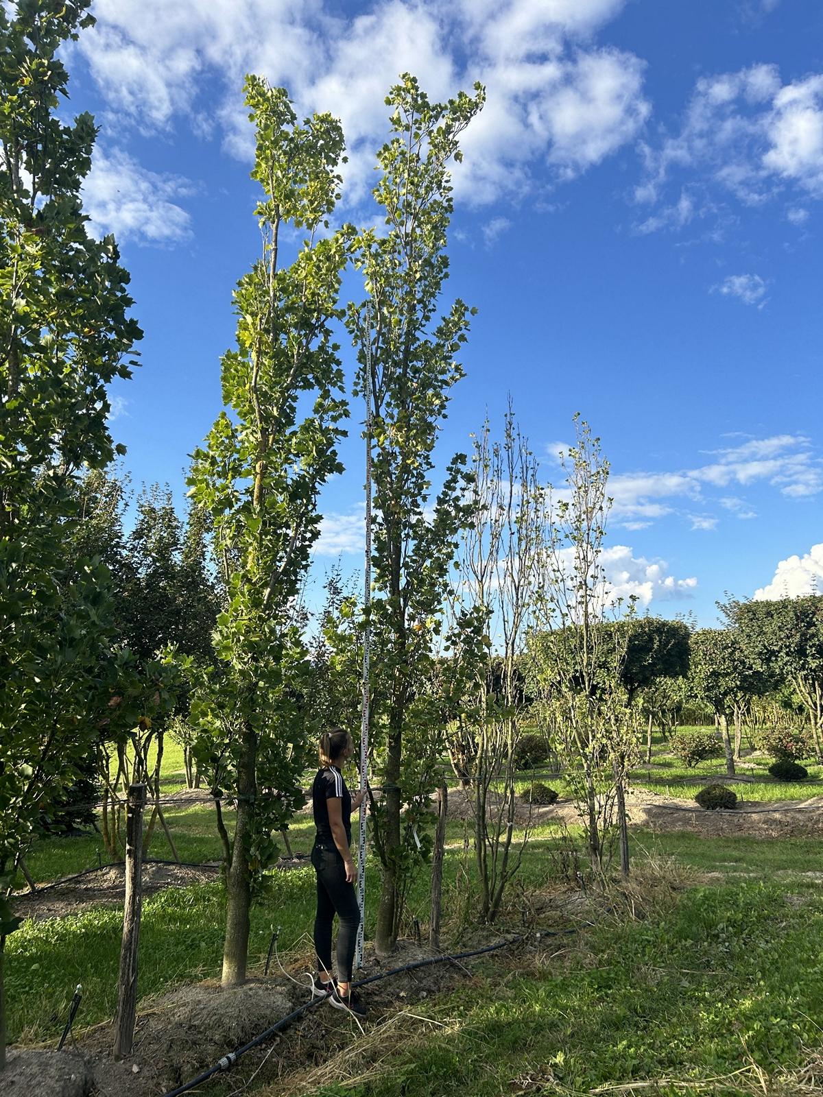 Liriodendron tulipifera 'Fastigiatum'