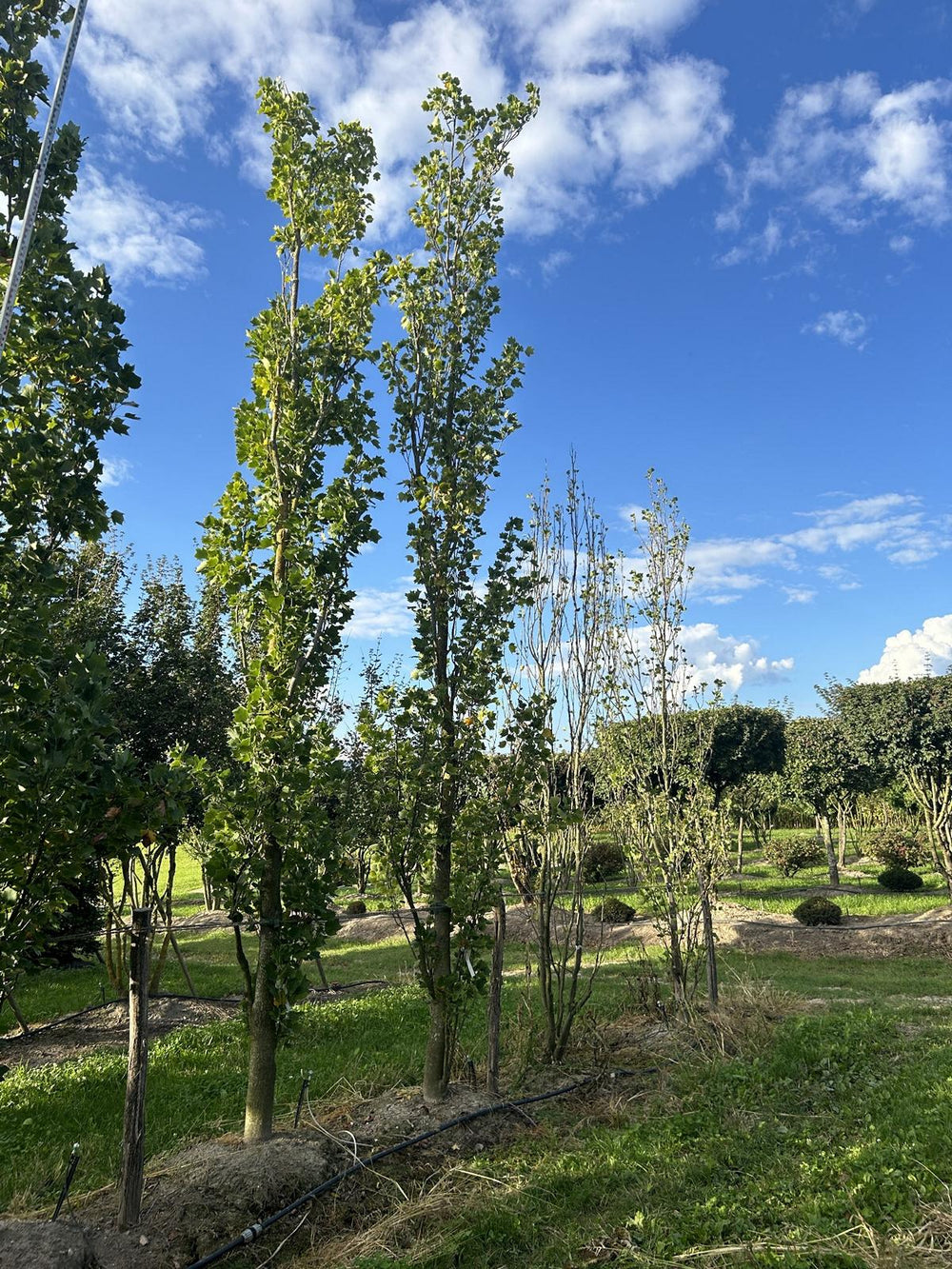 Liriodendron tulipifera 'Fastigiatum'