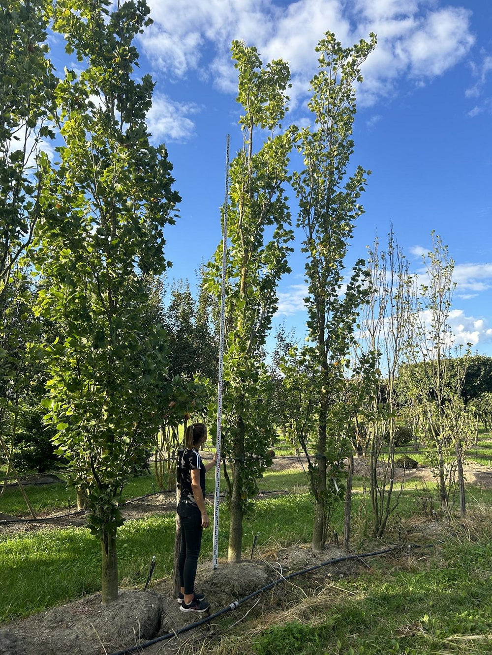 Liriodendron tulipifera 'Fastigiatum'