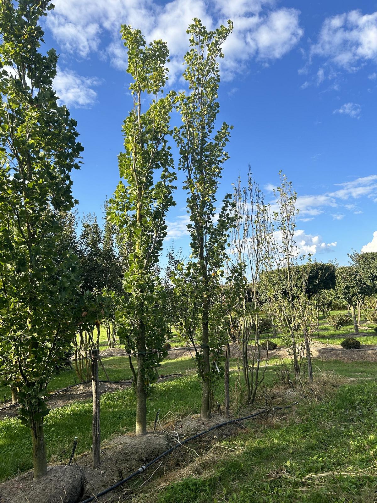 Liriodendron tulipifera 'Fastigiatum'