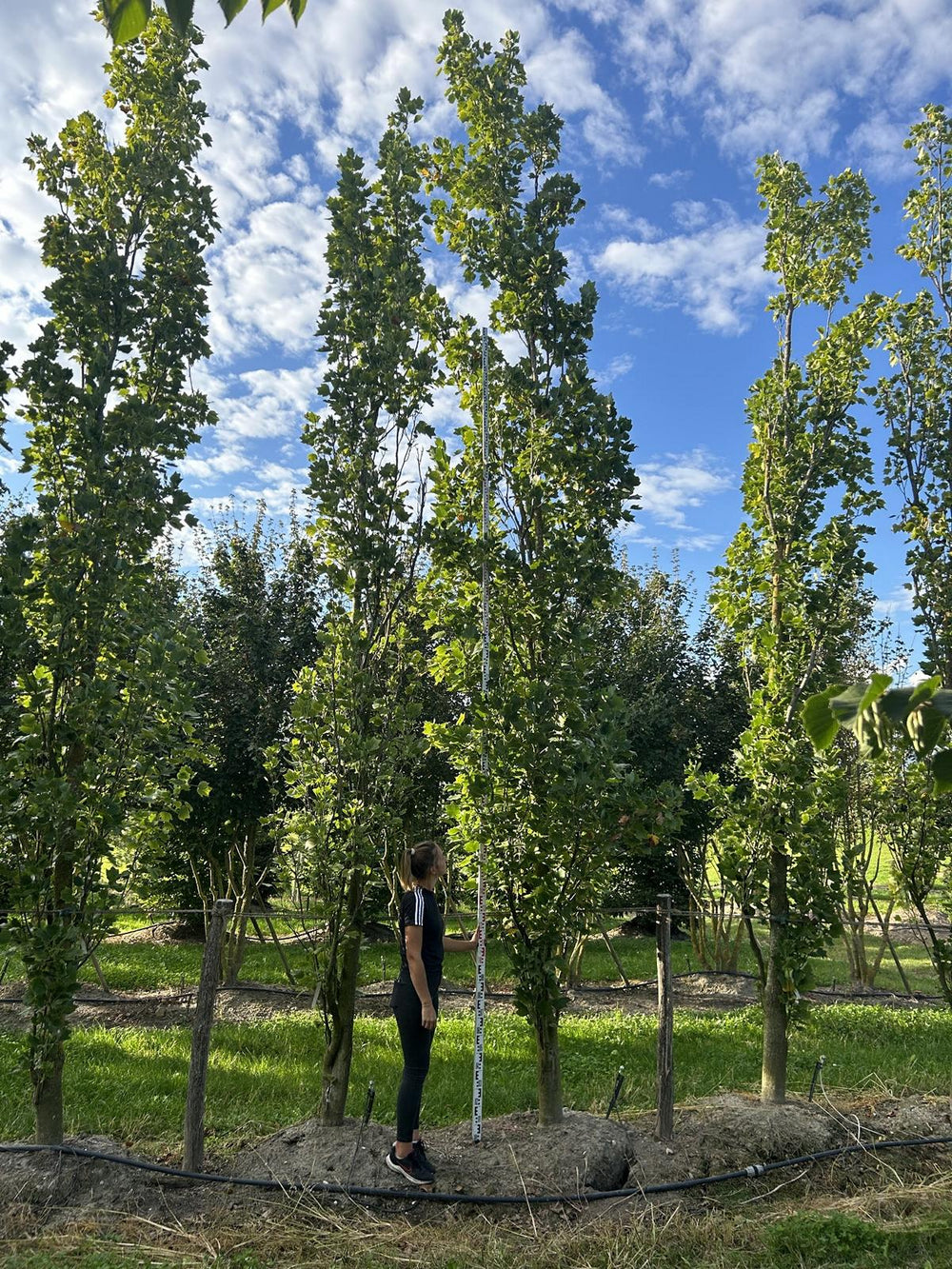 Liriodendron tulipifera 'Fastigiatum'