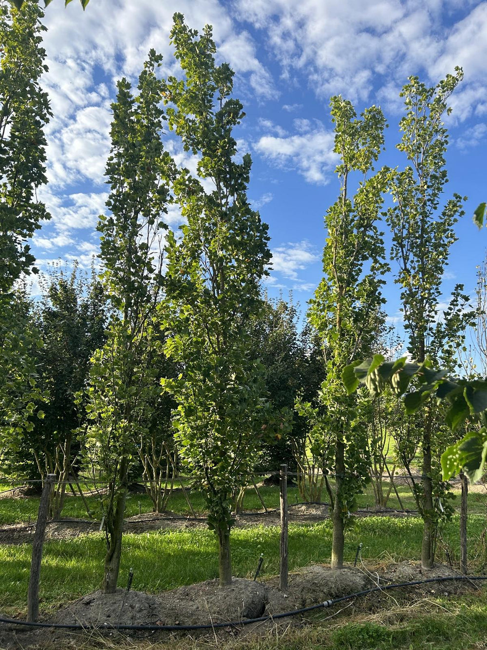 Liriodendron tulipifera 'Fastigiatum'