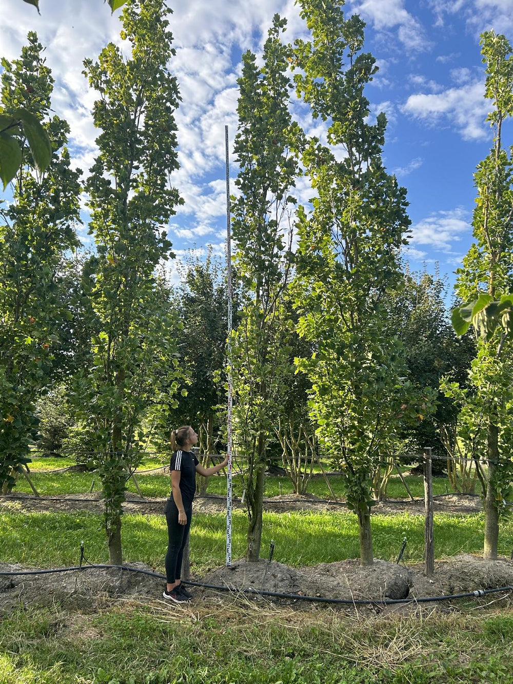 Liriodendron tulipifera 'Fastigiatum'