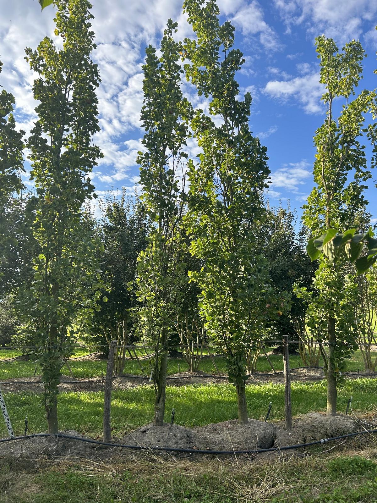 Liriodendron tulipifera 'Fastigiatum'