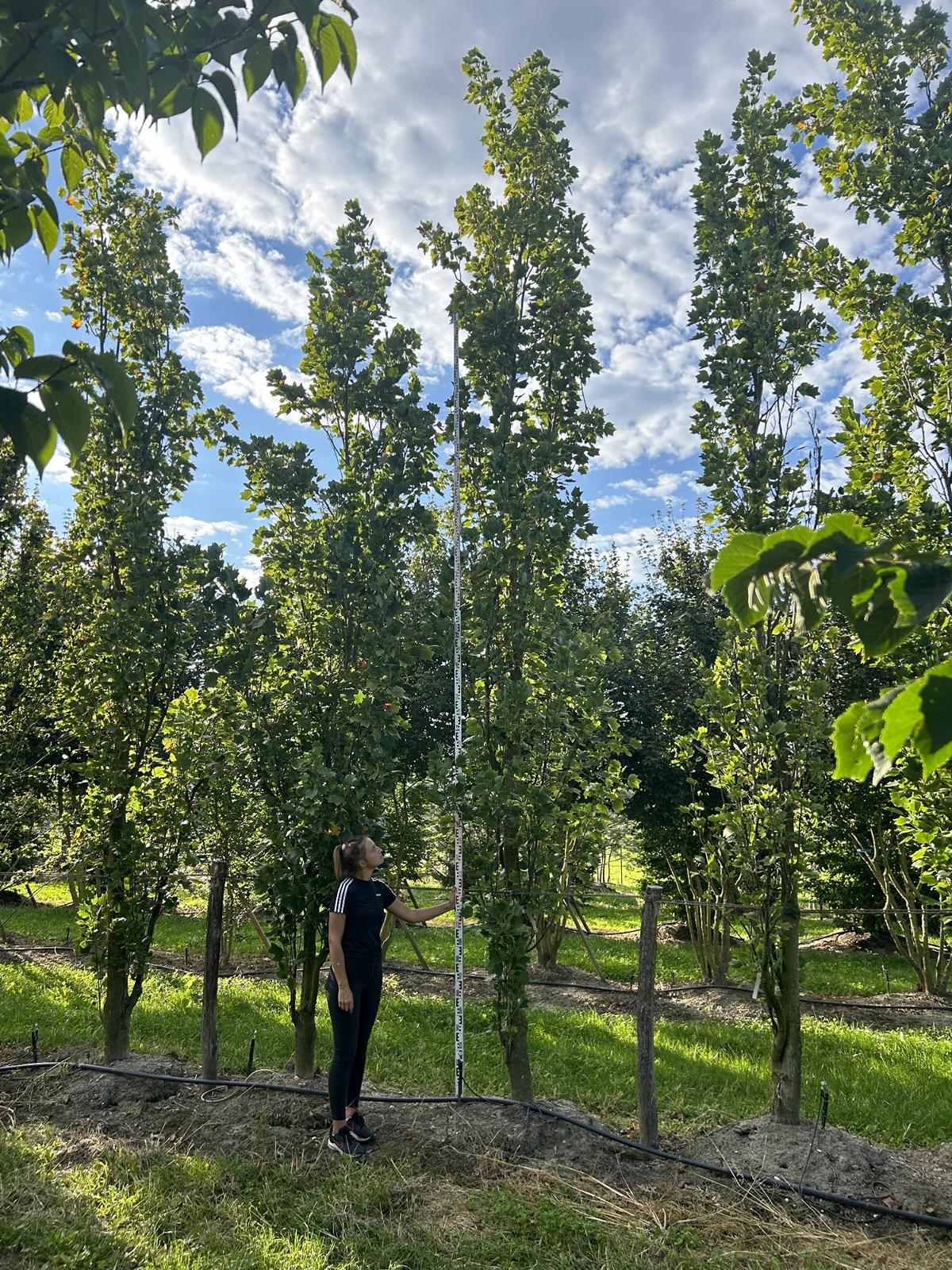 Liriodendron tulipifera 'Fastigiatum'