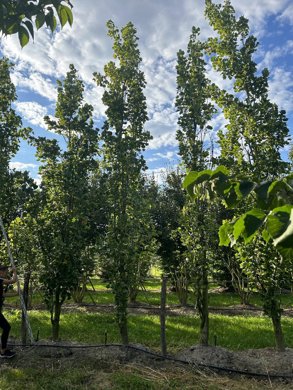 Liriodendron tulipifera 'Fastigiatum'