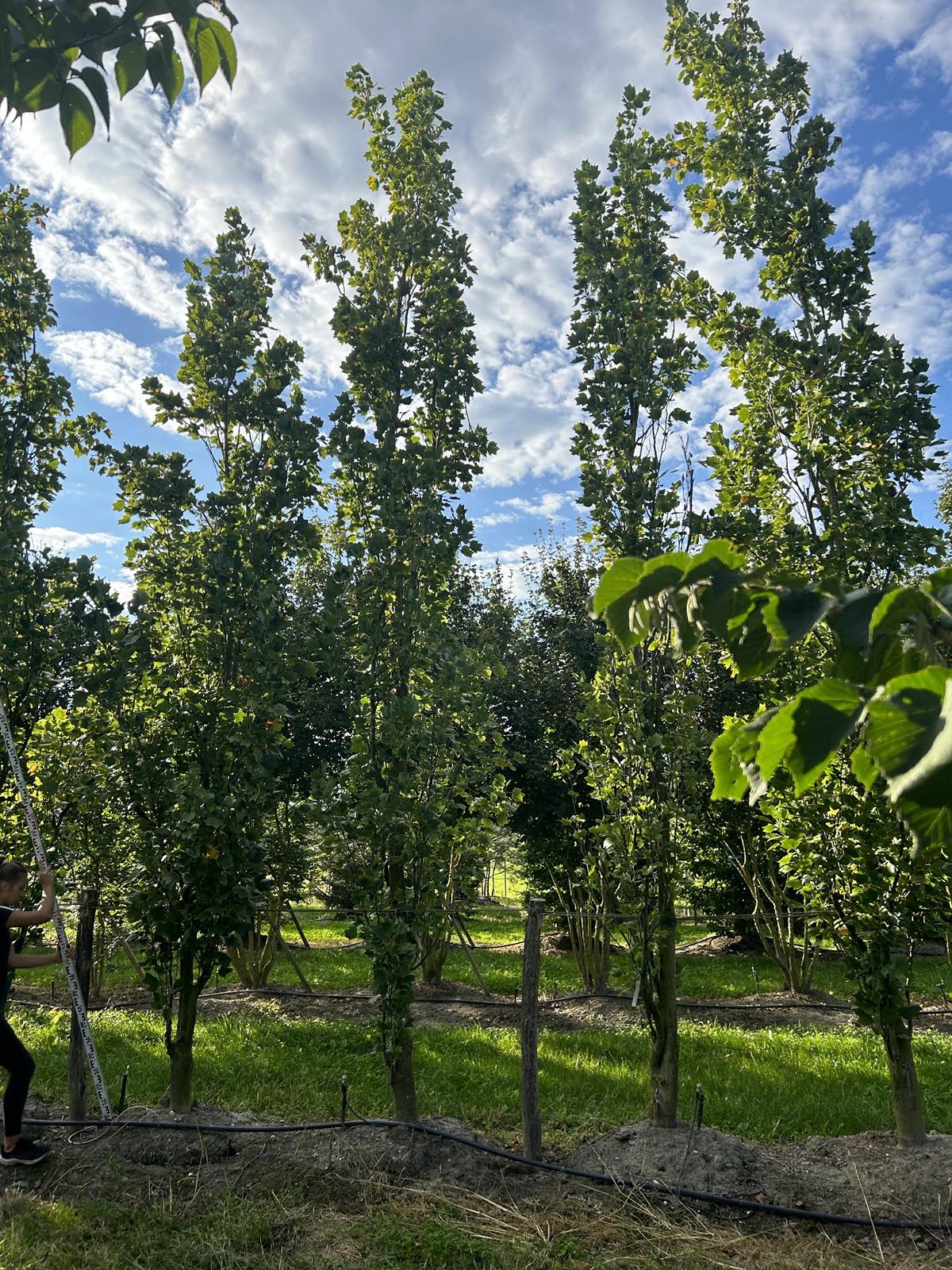 Liriodendron tulipifera 'Fastigiatum'