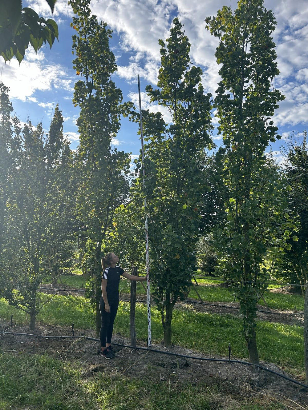 Liriodendron tulipifera 'Fastigiatum'