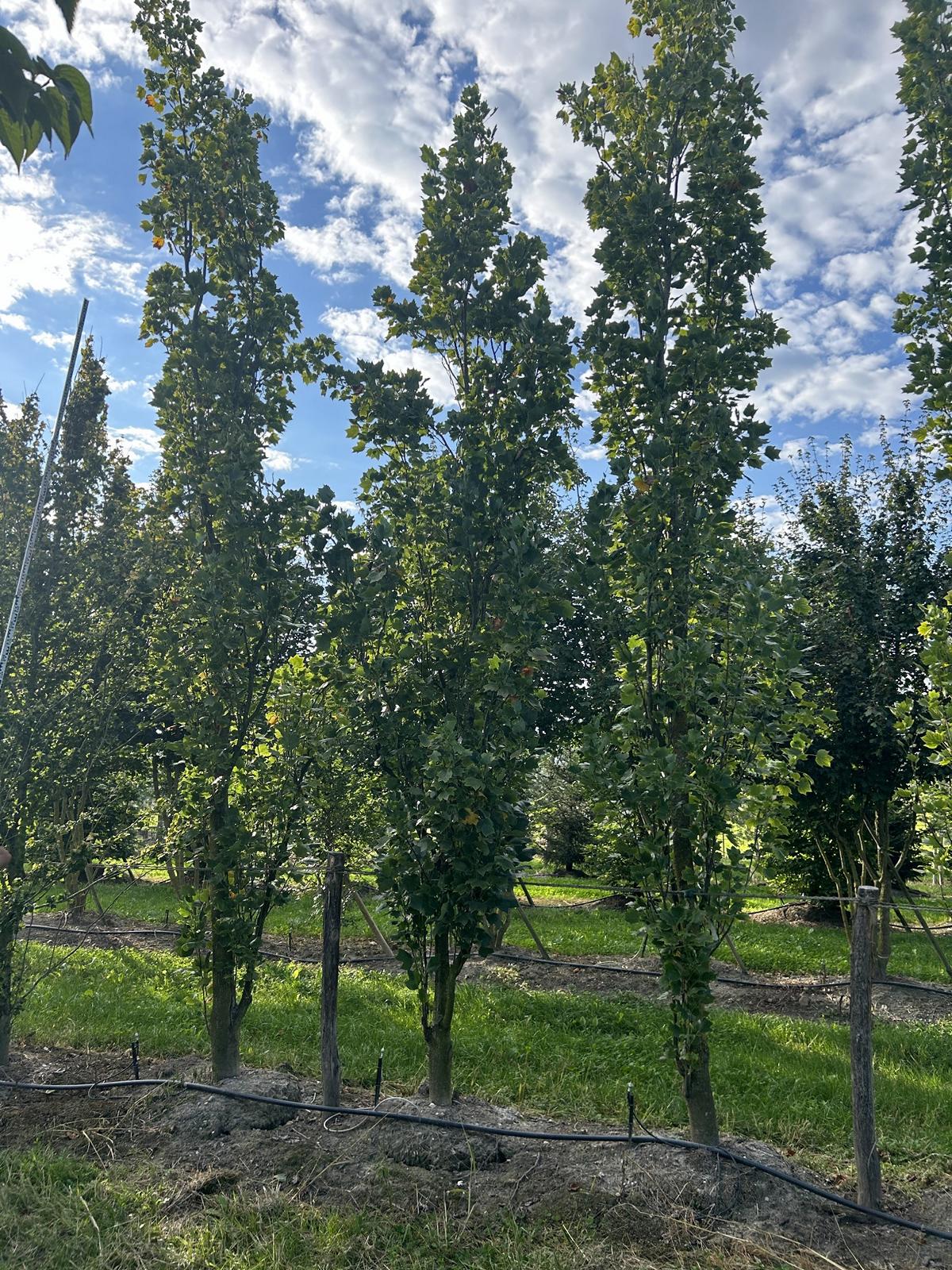 Liriodendron tulipifera 'Fastigiatum'