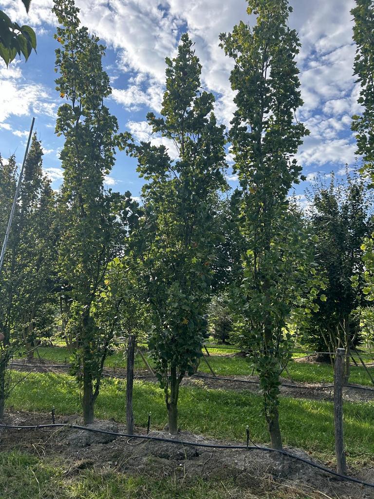 Liriodendron tulipifera 'Fastigiatum'