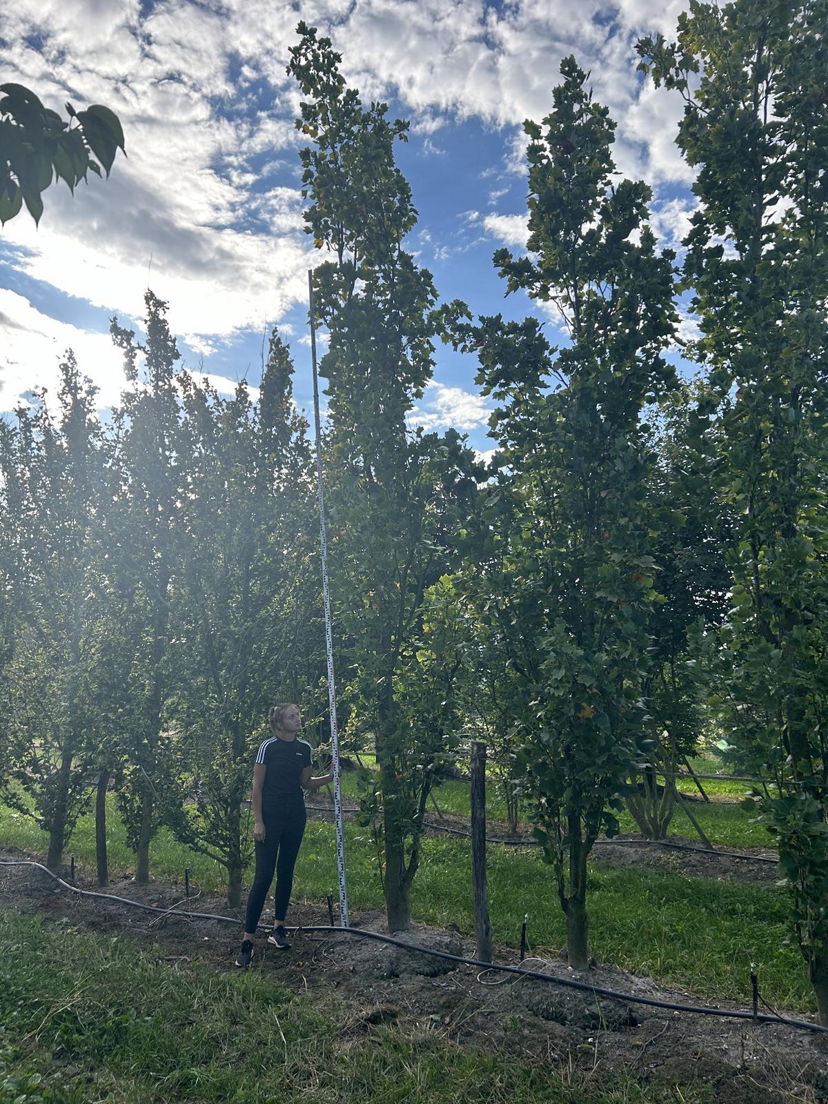 Liriodendron tulipifera 'Fastigiatum'