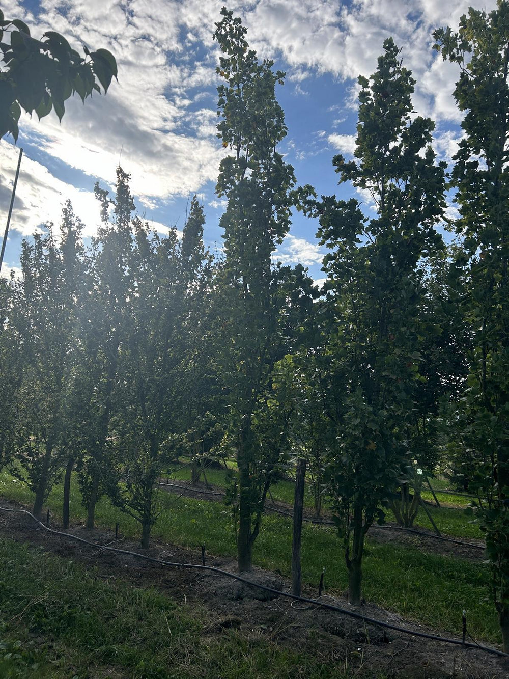 Liriodendron tulipifera 'Fastigiatum'