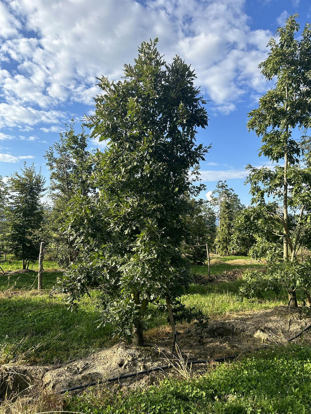 Quercus cerris