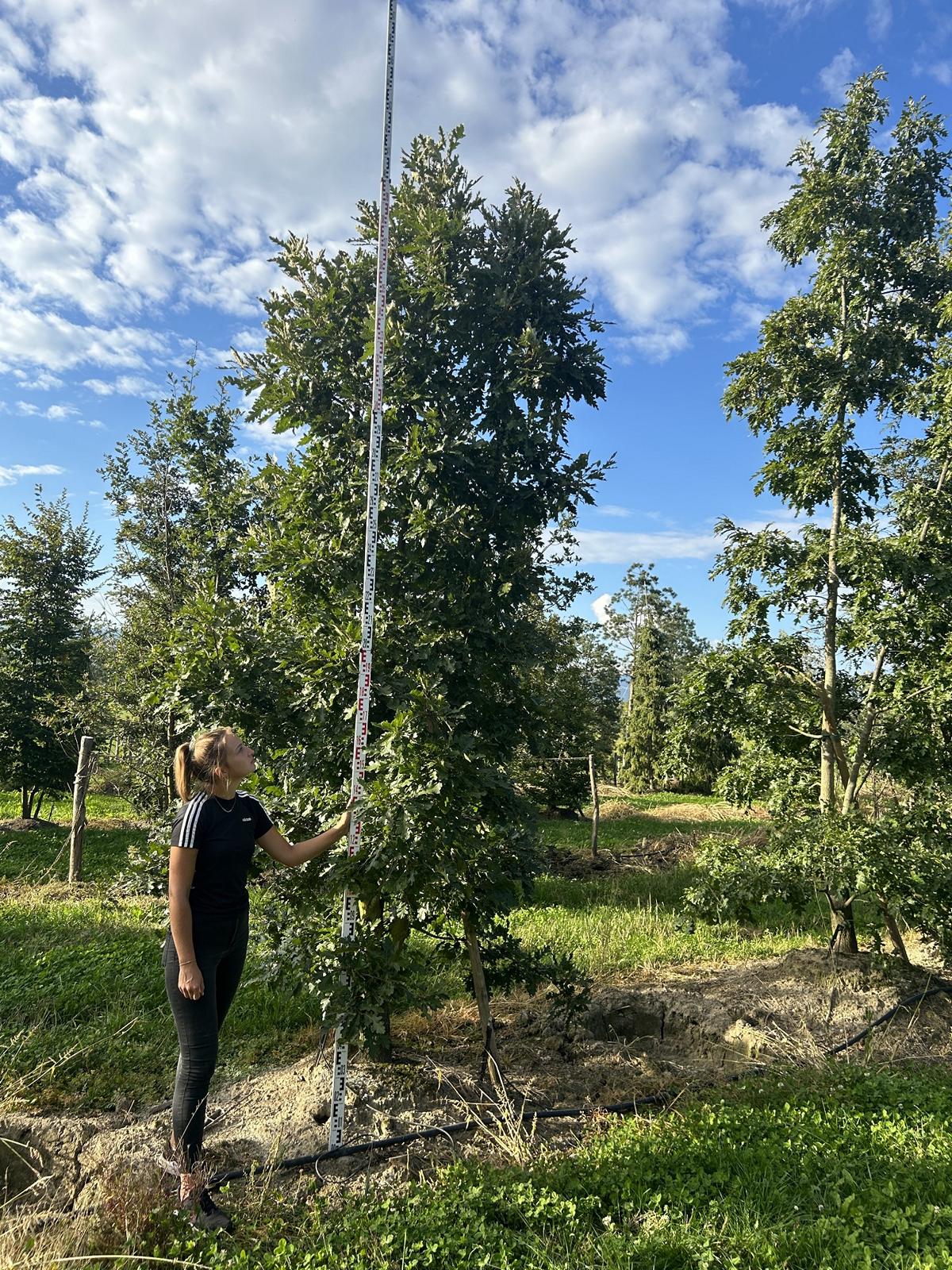 Quercus cerris