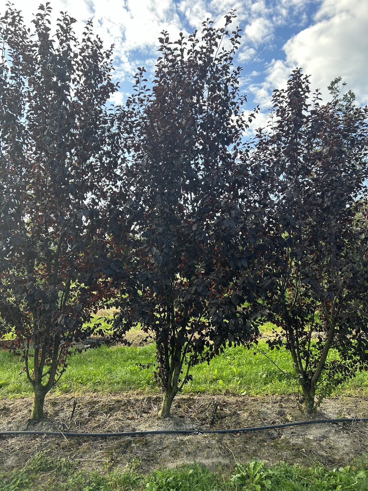 Prunus cerasifera 'Woodii'