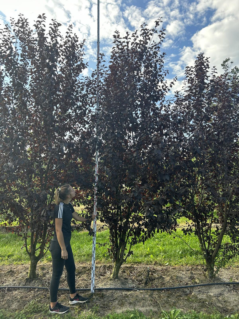 Prunus cerasifera 'Woodii'