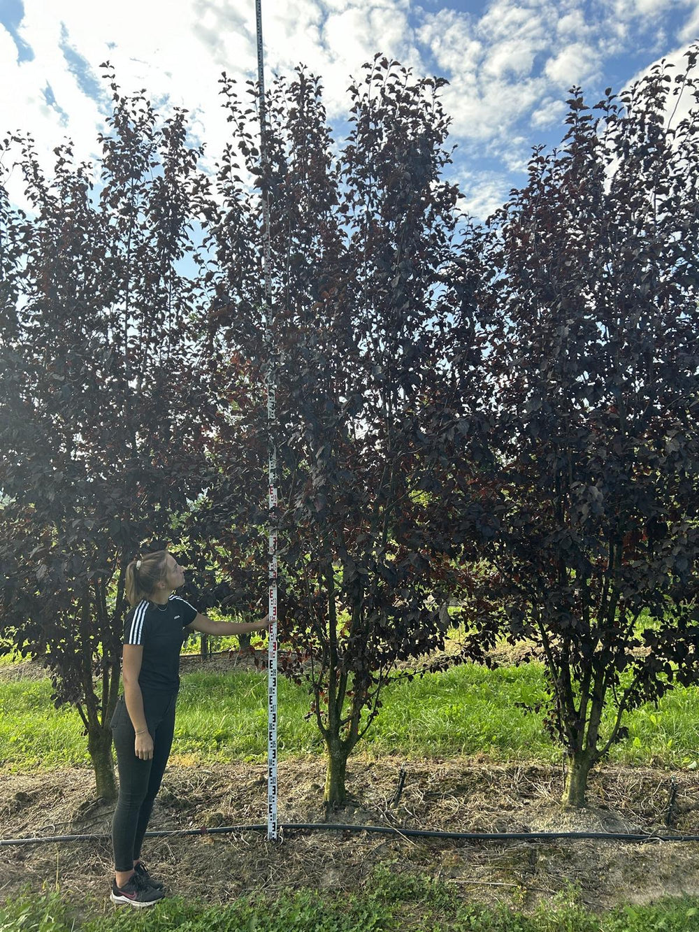 Prunus cerasifera 'Woodii'