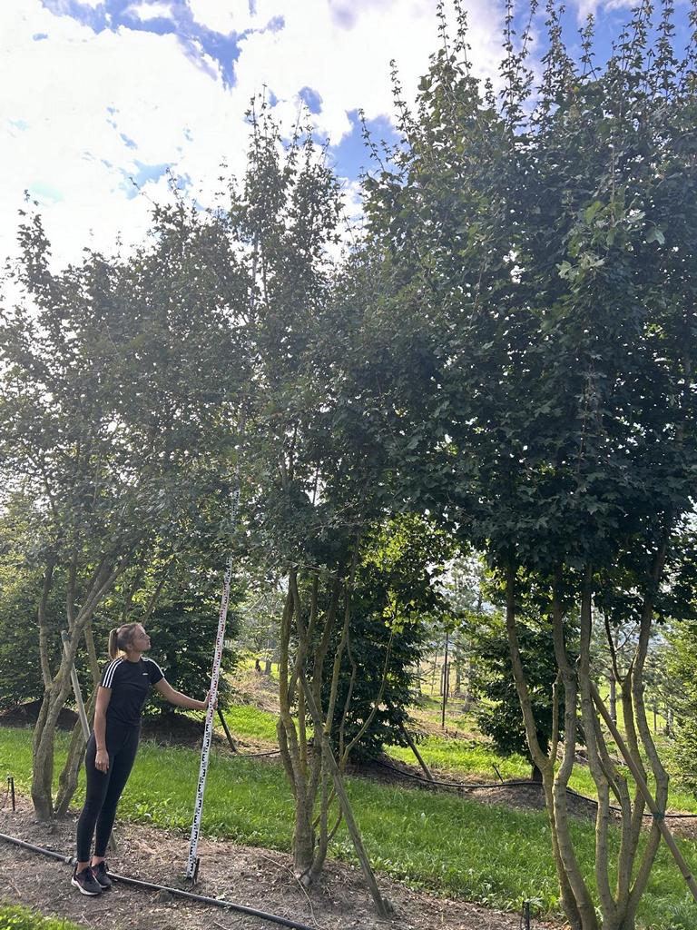 Acer campestre