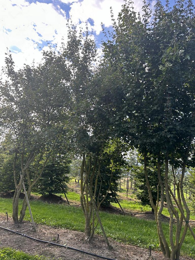 Acer campestre