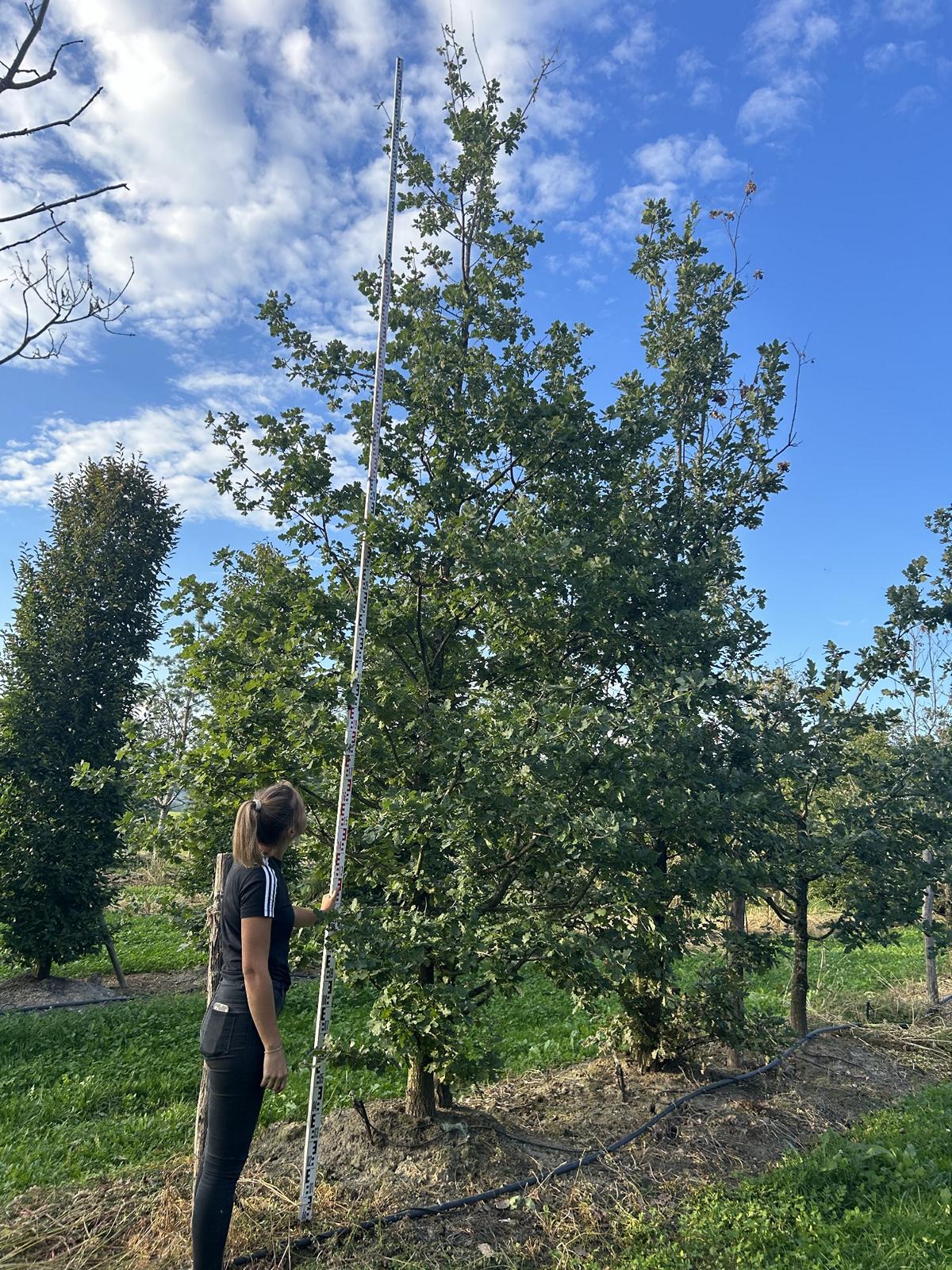 Quercus robur