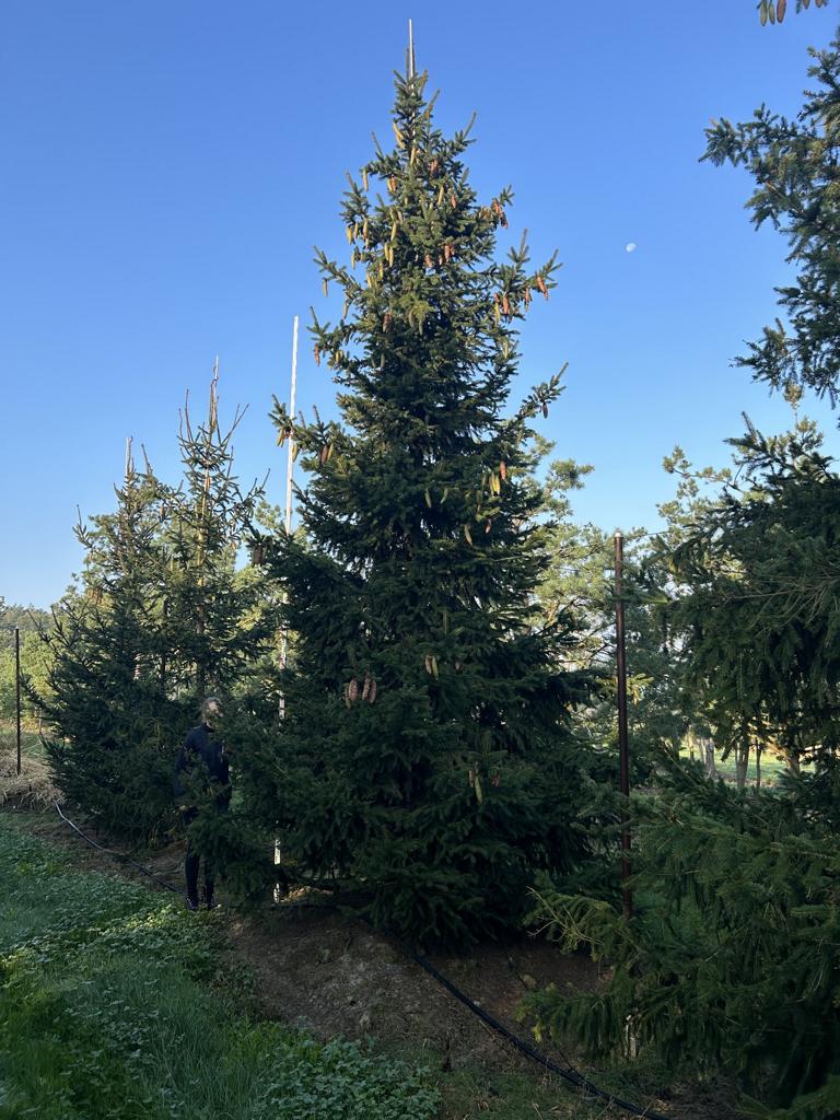 Picea abies