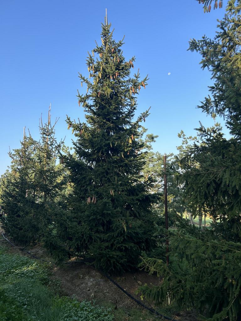 Picea abies