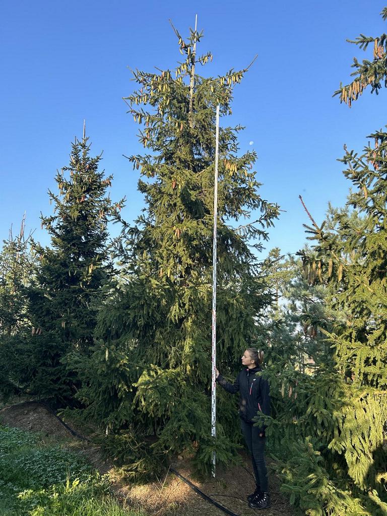 Picea abies