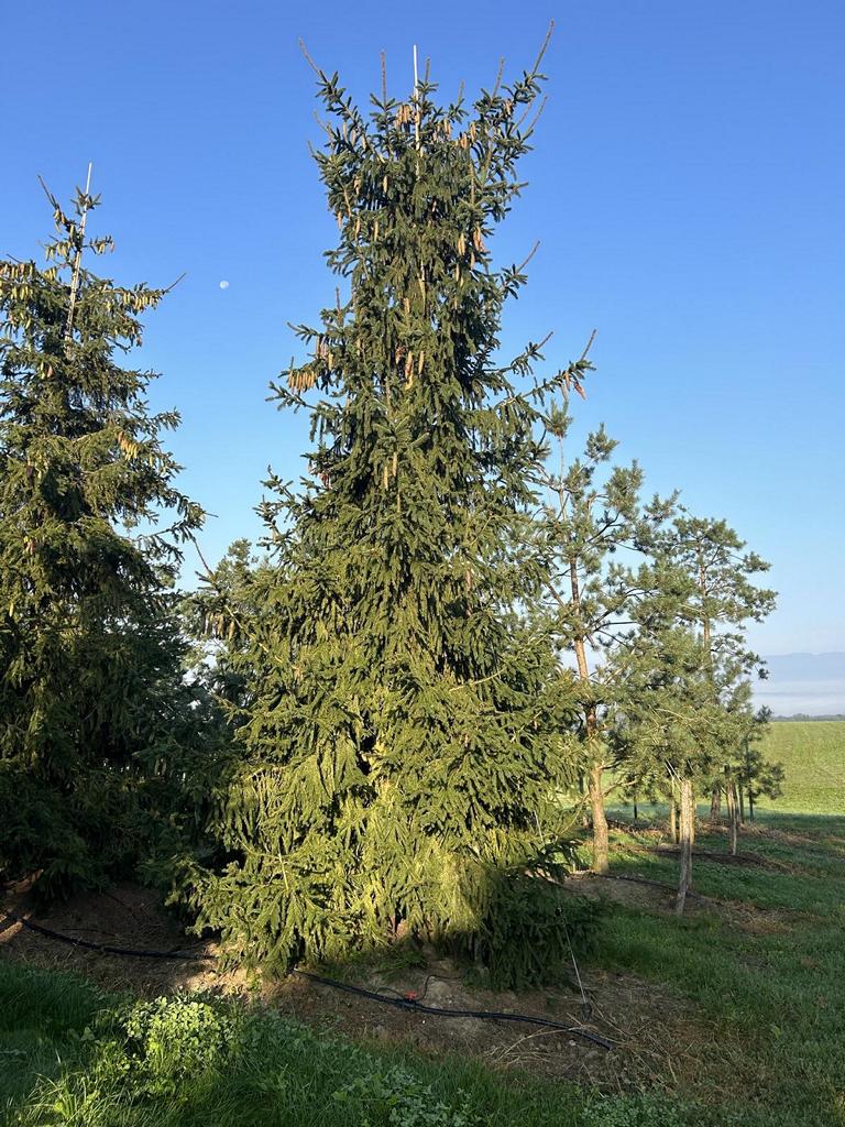 Picea abies